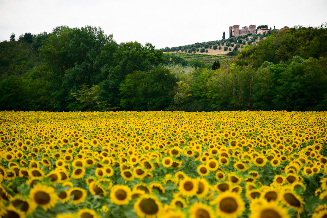 Siena Sunflowers